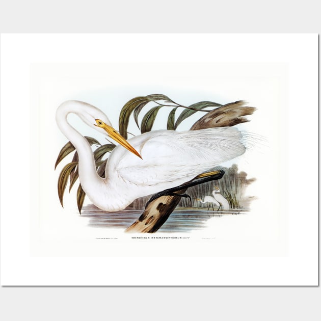 Australian Egret Wall Art by WAITE-SMITH VINTAGE ART